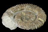Aegocrioceras Ammonite - Germany #139141-1